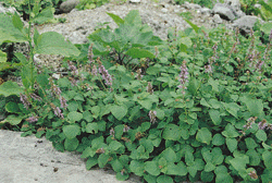 p5-1.GIF (42686 bytes)