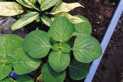 p5-2.GIF (35074 bytes)