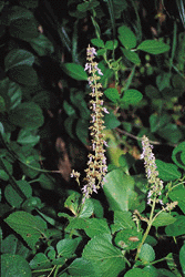 p5-4.GIF (32772 bytes)