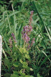 p5-5.GIF (40299 bytes)