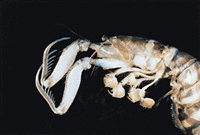 p7-2.GIF (15757 bytes)