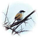 p8-1.GIF (9694 bytes)
