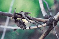 p8-2.GIF (22020 bytes)