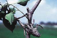 p8-3.GIF (19128 bytes)