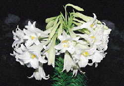 3-101.gif (28336 bytes)