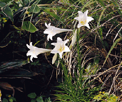 3-102.gif (44044 bytes)