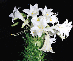 3-103.gif (23688 bytes)