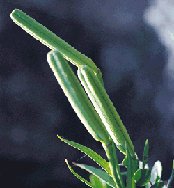 3-104.gif (35300 bytes)