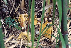 3-107.gif (43304 bytes)