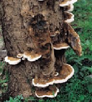 3-204.gif (32739 bytes)