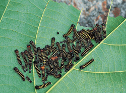 4-202.gif (38541 bytes)