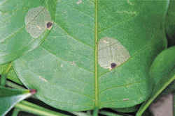 4-203.gif (30648 bytes)