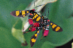 4-204.gif (36260 bytes)