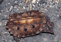 7-101.gif (42412 bytes)