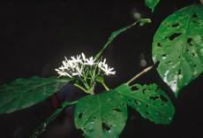 3-1.jpg (6902 bytes)