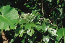 3-2.jpg (12190 bytes)