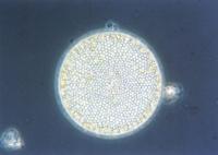 3-5.jpg (4688 bytes)