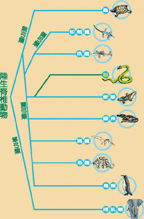 陸生脊椎動物的分支系統圖